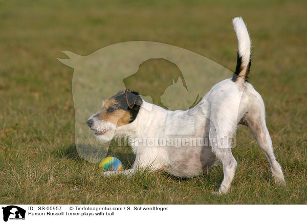 Parson Russell Terrier spielt mit Ball / Parson Russell Terrier plays with ball / SS-00957