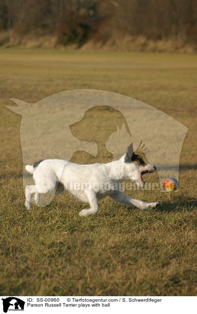 Parson Russell Terrier spielt mit Ball / Parson Russell Terrier plays with ball / SS-00960