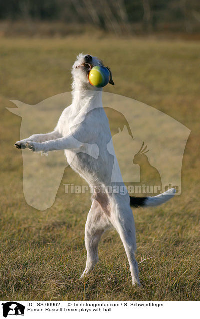 Parson Russell Terrier spielt mit Ball / Parson Russell Terrier plays with ball / SS-00962