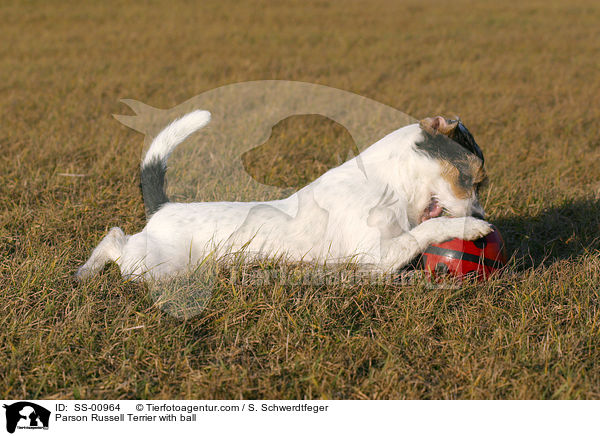 Parson Russell Terrier mit Ball / Parson Russell Terrier with ball / SS-00964