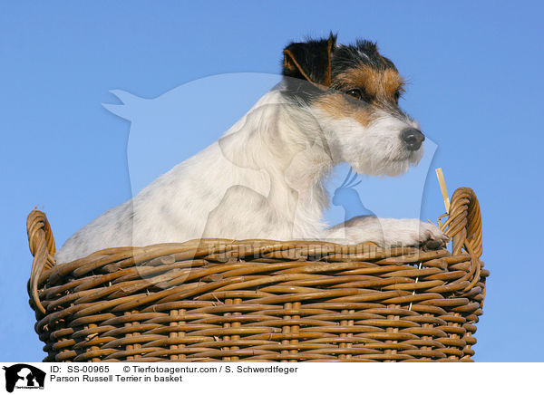 Parson Russell Terrier in Krbchen / Parson Russell Terrier in basket / SS-00965