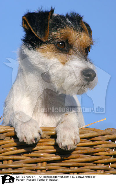 Parson Russell Terrier in Krbchen / Parson Russell Terrier in basket / SS-00967