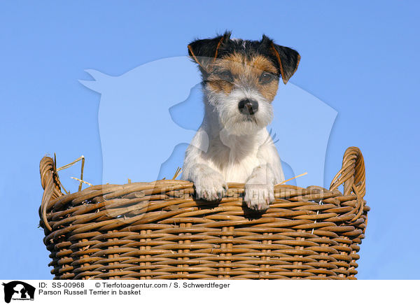 Parson Russell Terrier in Krbchen / Parson Russell Terrier in basket / SS-00968