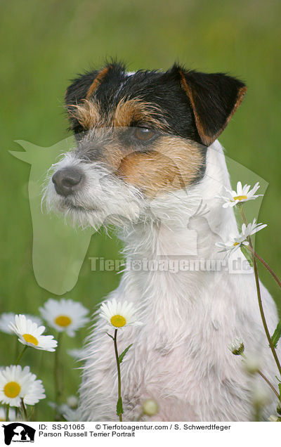 Parson Russell Terrier Portrait / Parson Russell Terrier Portrait / SS-01065