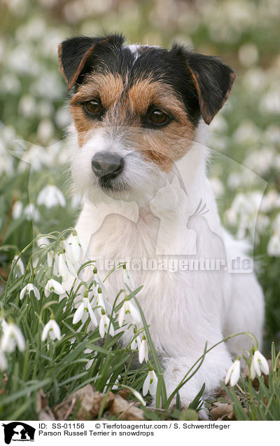 Parson Russell Terrier in snowdrops / SS-01156