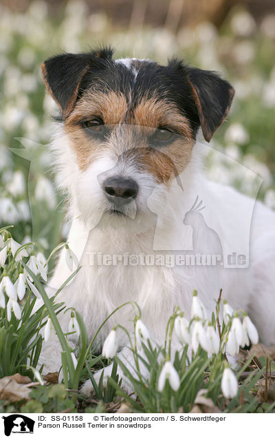 Parson Russell Terrier in snowdrops / SS-01158