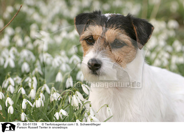 Parson Russell Terrier in Schneeglckchen / Parson Russell Terrier in snowdrops / SS-01159