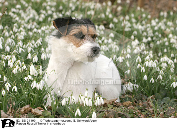 Parson Russell Terrier in Schneeglckchen / Parson Russell Terrier in snowdrops / SS-01160