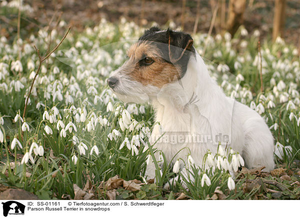 Parson Russell Terrier in Schneeglckchen / Parson Russell Terrier in snowdrops / SS-01161
