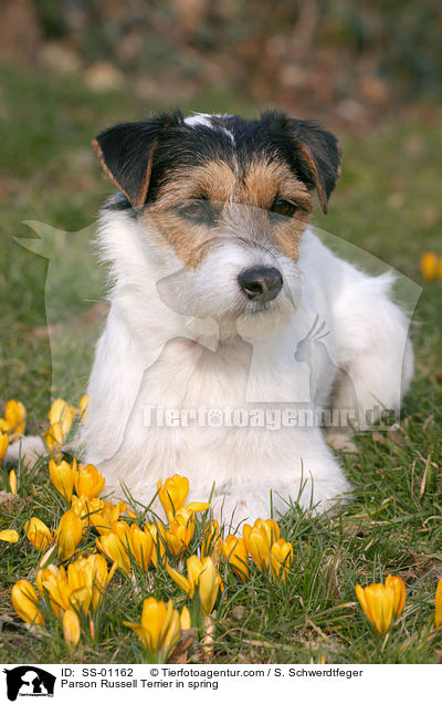 Parson Russell Terrier in spring / SS-01162