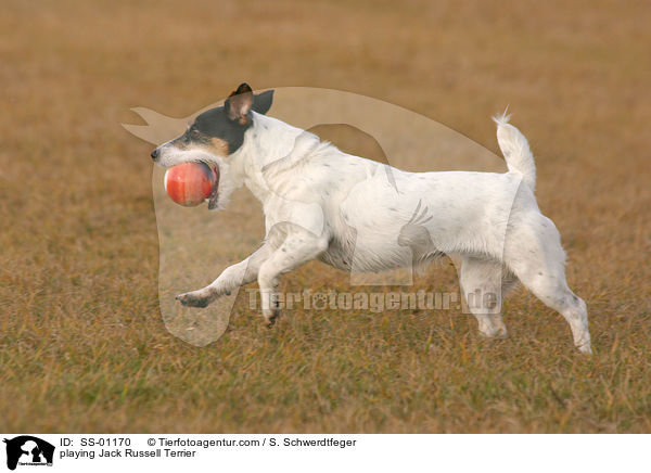 spielender Jack Russell Terrier / playing Jack Russell Terrier / SS-01170