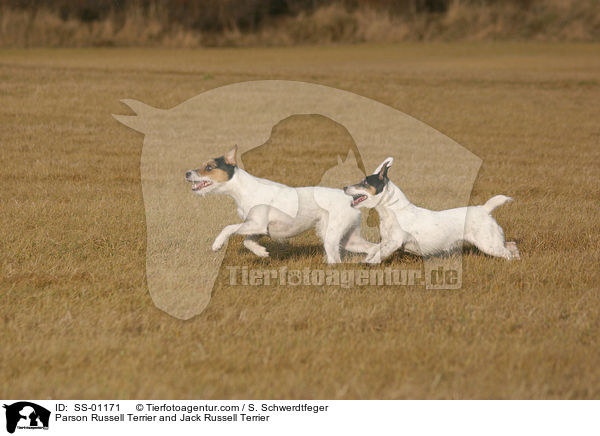 Parson Russell Terrier and Jack Russell Terrier / SS-01171