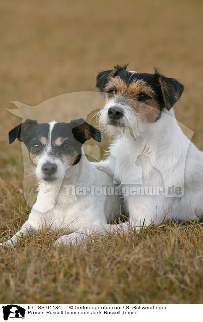 Parson Russell Terrier und Jack Russell Terrier / SS-01184