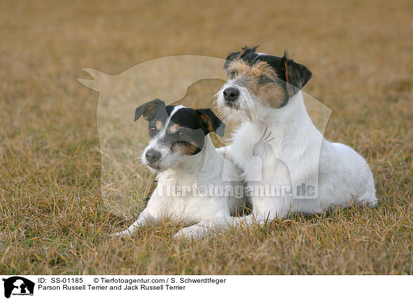 Parson Russell Terrier and Jack Russell Terrier / SS-01185