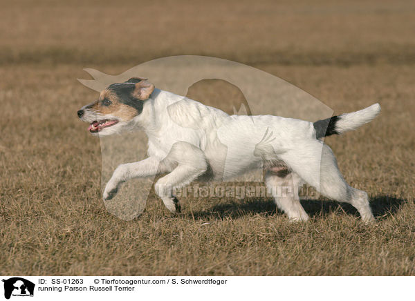 rennender Parson Russell Terrier / running Parson Russell Terrier / SS-01263