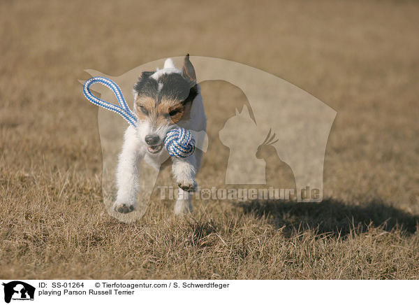 playing Parson Russell Terrier / SS-01264