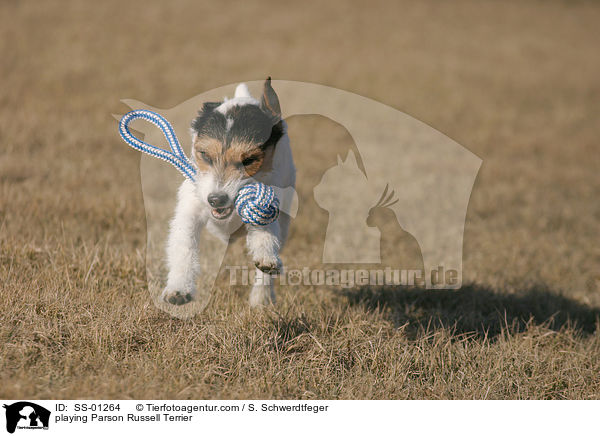 spielender Parson Russell Terrier / playing Parson Russell Terrier / SS-01264