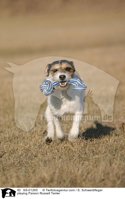spielender Parson Russell Terrier / playing Parson Russell Terrier / SS-01265