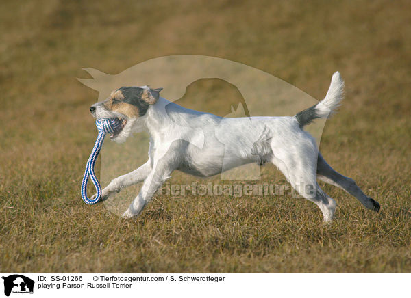playing Parson Russell Terrier / SS-01266