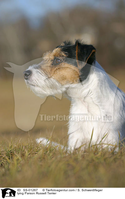 lying Parson Russell Terrier / SS-01267