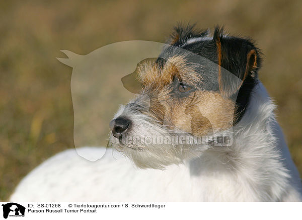 Parson Russell Terrier Portrait / Parson Russell Terrier Portrait / SS-01268