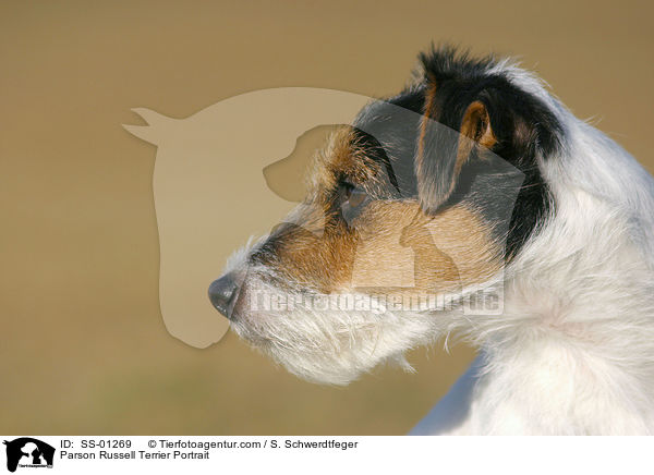 Parson Russell Terrier Portrait / Parson Russell Terrier Portrait / SS-01269