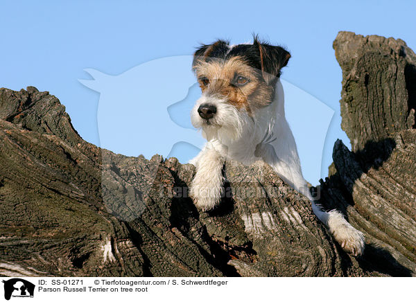Parson Russell Terrier auf Baumwurzel / Parson Russell Terrier on tree root / SS-01271