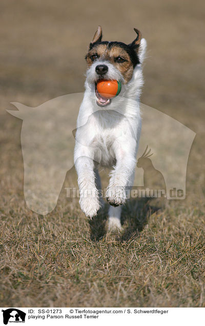 spielender Parson Russell Terrier / playing Parson Russell Terrier / SS-01273