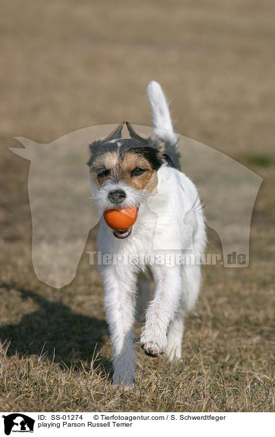 spielender Parson Russell Terrier / playing Parson Russell Terrier / SS-01274