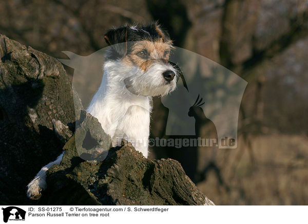 Parson Russell Terrier auf Baumwurzel / Parson Russell Terrier on tree root / SS-01275