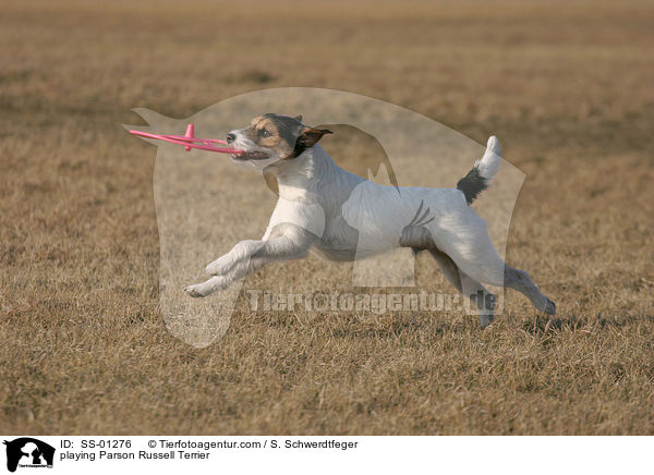 spielender Parson Russell Terrier / playing Parson Russell Terrier / SS-01276