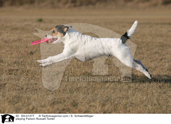 spielender Parson Russell Terrier / playing Parson Russell Terrier / SS-01277