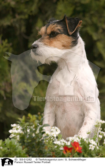 Parson Russell Terrier Portrait / Parson Russell Terrier Portrait / SS-01282
