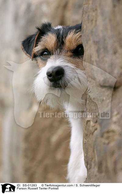 Parson Russell Terrier Portrait / Parson Russell Terrier Portrait / SS-01283