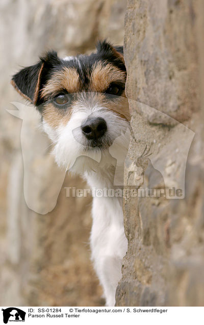Parson Russell Terrier / Parson Russell Terrier / SS-01284