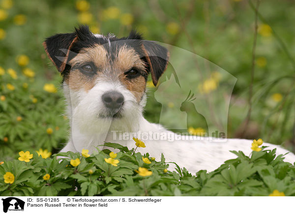 Parson Russell Terrier in Blumenwiese / Parson Russell Terrier in flower field / SS-01285