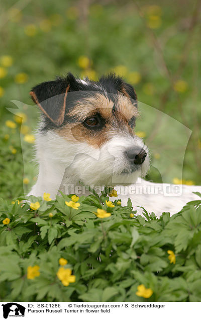 Parson Russell Terrier in Blumenwiese / Parson Russell Terrier in flower field / SS-01286
