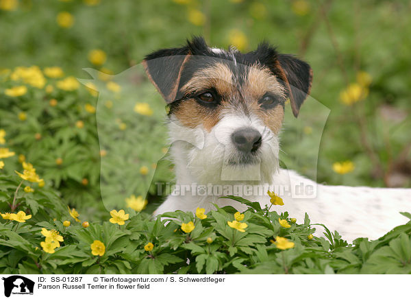 Parson Russell Terrier in flower field / SS-01287