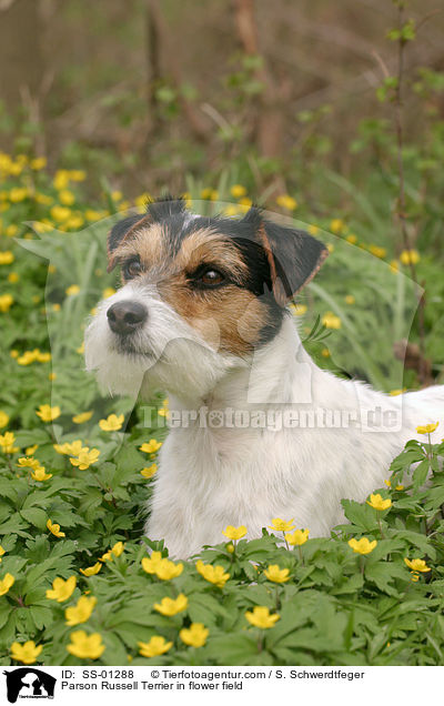 Parson Russell Terrier in Blumenwiese / Parson Russell Terrier in flower field / SS-01288