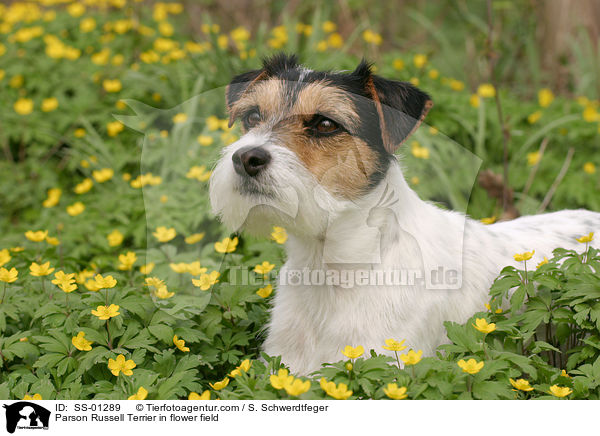 Parson Russell Terrier in Blumenwiese / Parson Russell Terrier in flower field / SS-01289