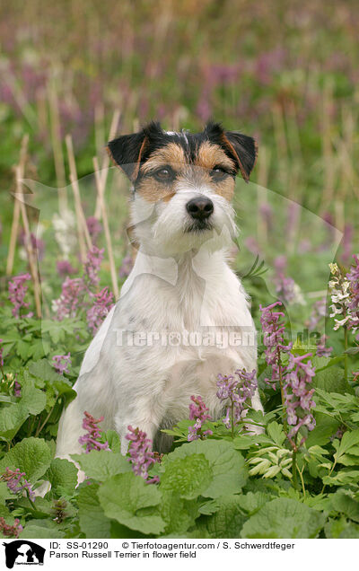 Parson Russell Terrier in Blumenwiese / Parson Russell Terrier in flower field / SS-01290