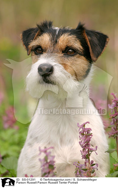 Parson Russell Terrier Portrait / Parson Russell Parson Russell Terrier Portrait / SS-01291
