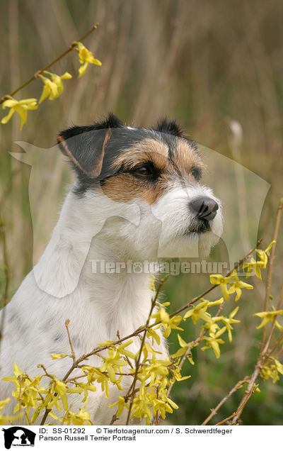 Parson Russell Terrier Portrait / Parson Russell Terrier Portrait / SS-01292