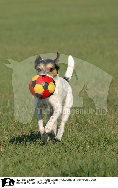 spielender Parson Russell Terrier / playing Parson Russell Terrier / SS-01294