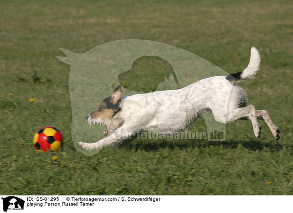 spielender Parson Russell Terrier / playing Parson Russell Terrier / SS-01295