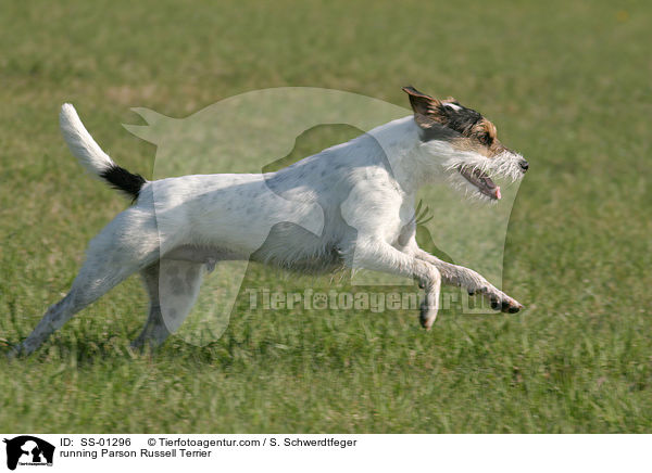 rennender Parson Russell Terrier / running Parson Russell Terrier / SS-01296