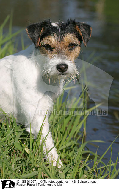 Parson Russell Terrier on the lake / SS-01297