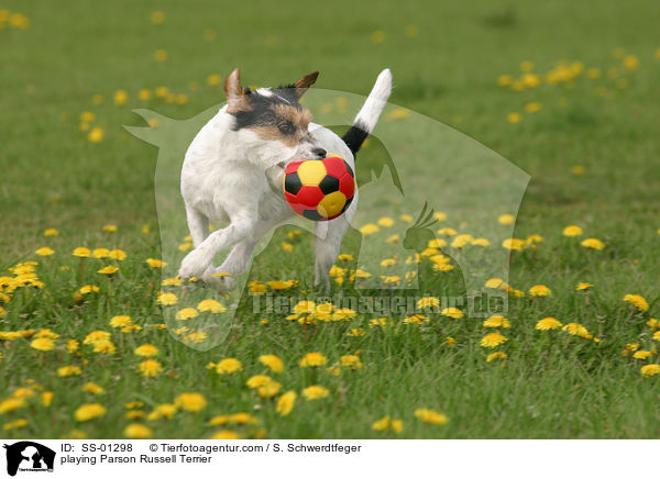 spielender Parson Russell Terrier / playing Parson Russell Terrier / SS-01298