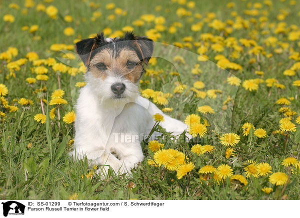 Parson Russell Terrier auf Blumenwiese / Parson Russell Terrier in flower field / SS-01299