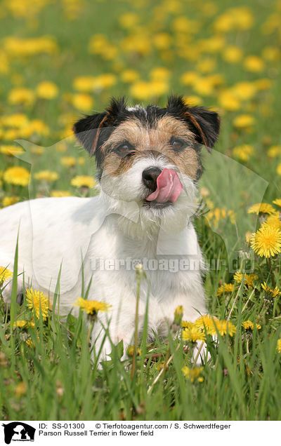 Parson Russell Terrier auf Blumenwiese / Parson Russell Terrier in flower field / SS-01300